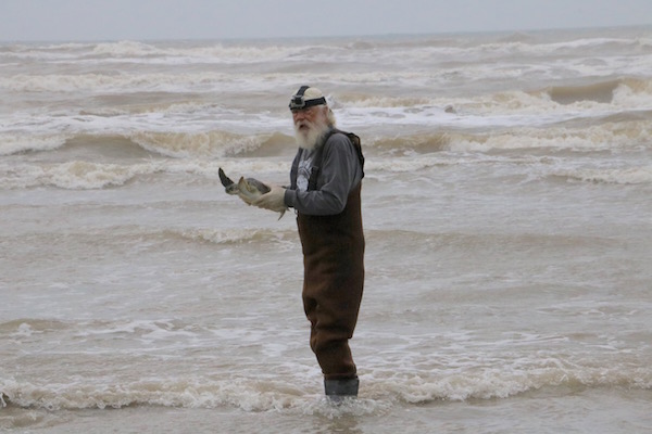 Tony Amos, founder and director of Animal Rehabilitation Keep in Port Aransas, prepares to release a rehabilitated sea turtle into the waters off Mustang Island. Photo by Lee Harrison