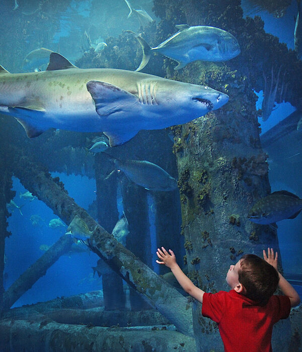 The Islands of Steel exhibit at the Texas State Aquarium lost 400 fish after staff used a mislabeled chemical in the tank April 2015. Courtesy photo