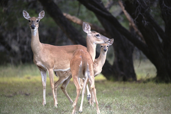 Hunting and fishing is a $15 billion industry in Texas. White tail deer are an especially popular target of hunters in South Texas.