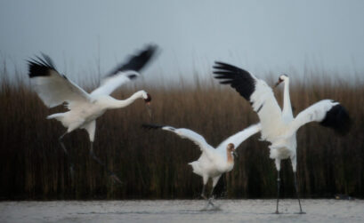 Whooping cranes migrating to the Aransas National Wildlife Refuge for the winter begin arriving in December.