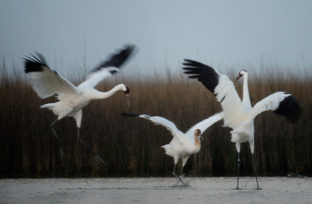 Whooping cranes migrating to the Aransas National Wildlife Refuge for the winter begin arriving in December.