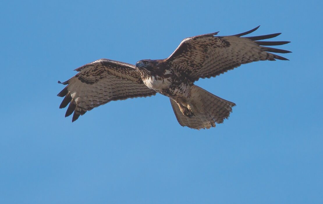 Raptors like this red-tail hawk and other migrating birds either hunker down during hurricanes or find alternate routes. The raptor count in Corpus Christi this fall will determine how Hurricane Harvey did or didn't affect migration in the Coastal Bend. Courtesy photo