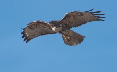 Raptors like this red-tail hawk and other migrating birds either hunker down during hurricanes or find alternate routes. The raptor count in Corpus Christi this fall will determine how Hurricane Harvey did or didn't affect migration in the Coastal Bend. Courtesy photo