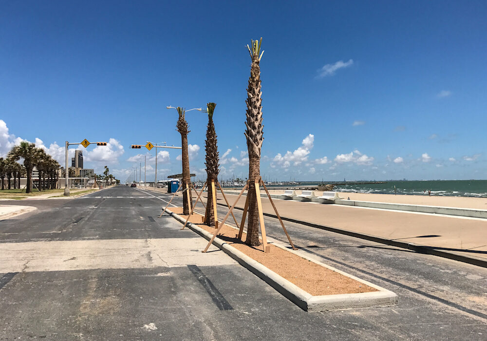 When Corpus Christi City Council found out the asphalt on the closed portion of Shoreline Boulevard would be torn up to plant these palm trees, they asked contractors to come up with an alternate. The city might reopen Shoreline, which runs through the newly named Water’s Edge Park. Photo by JoAnna Kopp
