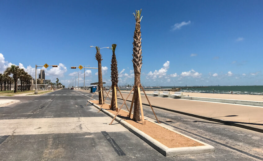When Corpus Christi City Council found out the asphalt on the closed portion of Shoreline Boulevard would be torn up to plant these palm trees, they asked contractors to come up with an alternate. The city might reopen Shoreline, which runs through the newly named Water’s Edge Park. Photo by JoAnna Kopp