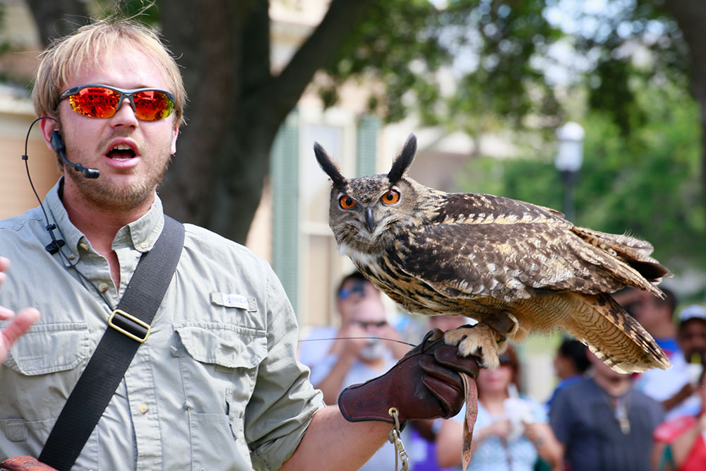 Watch a variety of raptors spread their wings in the Wild Sky Production Raptor Show during Earth Day Bay Day on April 7 in Heritage Park. Courtesy photo