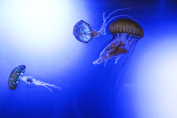 Jellyfish float mesmerizingly in their tanks in the Tentacles exhibit at the Texas State Aquarium, which opens July 4. Photo by JoAnna Kopp