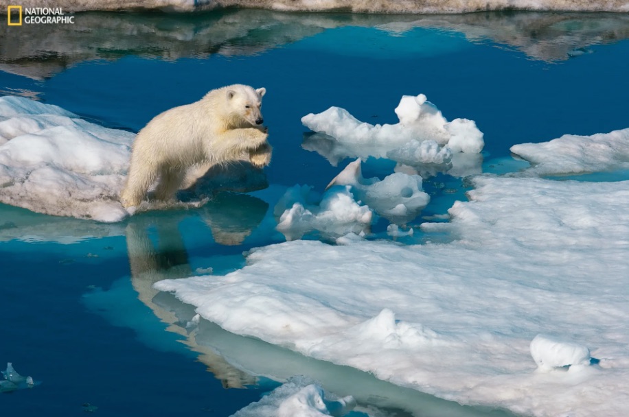 A polar bear leaps between islands of ice in the Arctic. The photo by Paul Nicklen is part of a National Geographic exhibit on display at the Texas State Aquarium through Sept. 3.