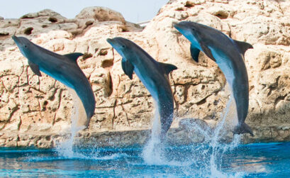 Visit the Texas State Aquarium for just $1.