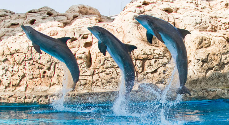 Visit the Texas State Aquarium for just $1.