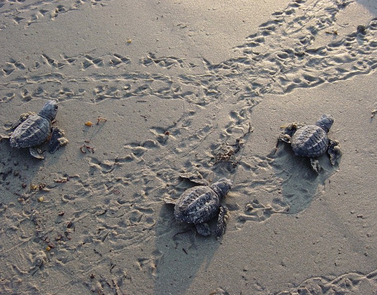 Watching the sea turtle hatchling release is one of many activities campers and beachgoers can enjoy at the Padre Island National Seashore. Photo from NPS.