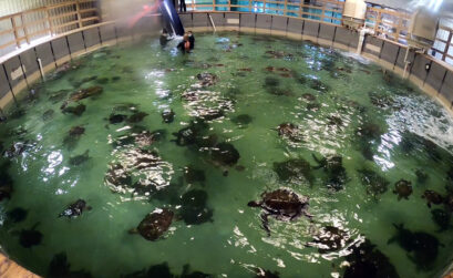 Hundreds of cold-stunned sea turtles warm up at the Texas State Aquarium Wildlife Rescue Center after suffering from the extremely cold weather. Turtles are being released now that they have recovered. Courtesy photo