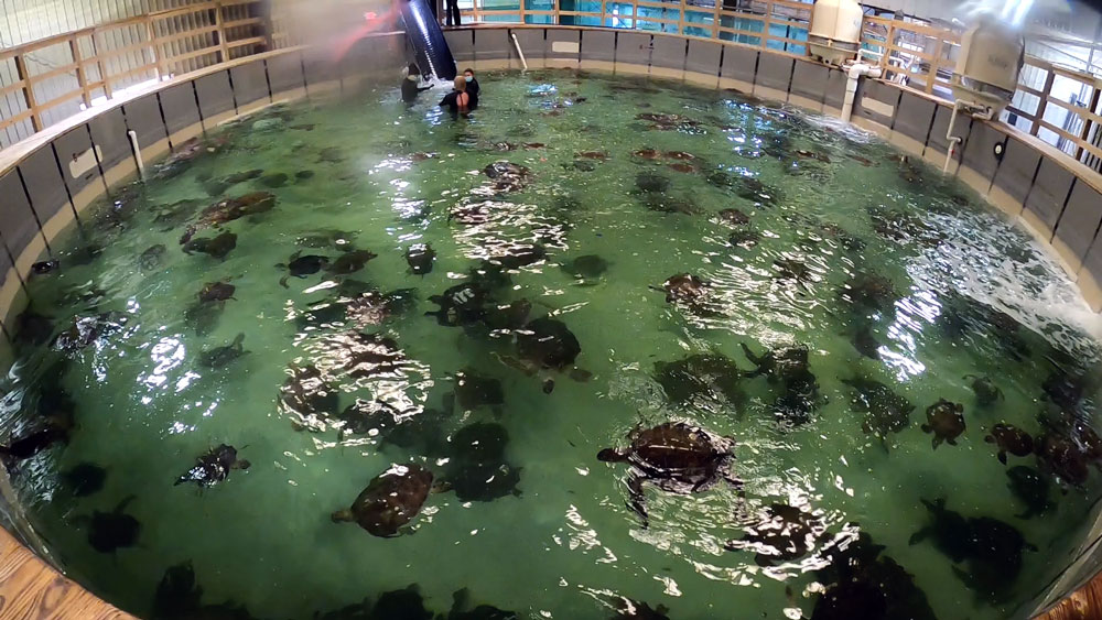 Hundreds of cold-stunned sea turtles warm up at the Texas State Aquarium Wildlife Rescue Center after suffering from the extremely cold weather. Turtles are being released now that they have recovered. Courtesy photo