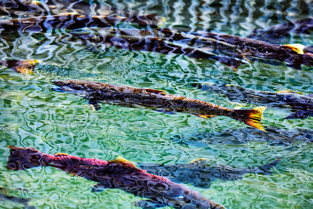 Tour the first hatchery in Texas and learn how two of the top sport fish in the Gulf of Mexico have been replenished and are maintained. Courtesy photo