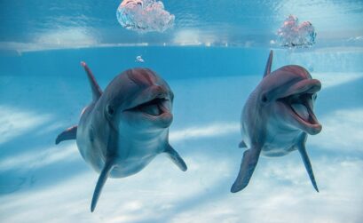 Shadow and Kai are once again back home in their 400,000-gallon tank at the Texas State Aquarium.