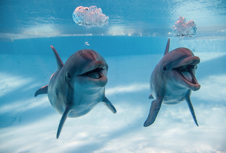 Shadow and Kai are once again back home in their 400,000-gallon tank at the Texas State Aquarium.