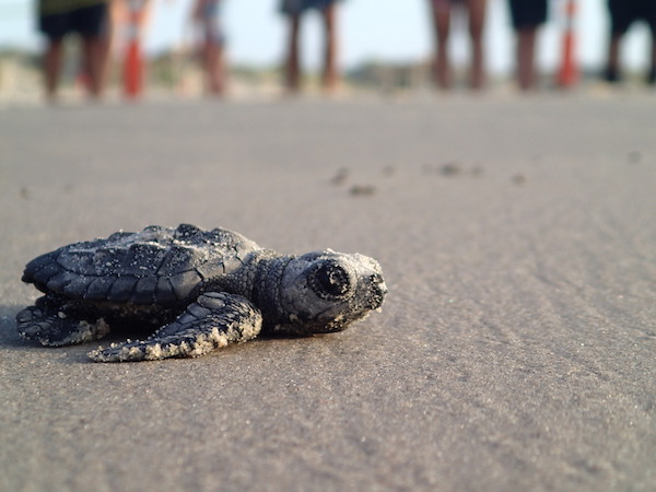 Hatchling Kemp’s ridley sea turtles are the biggest celebrities at Padre Island National Seashore, but certainly not the only wildlife to be found there. Visitors to the national park bring big tourism bucks to the area, helping with conservation as well as the economy. Courtesy Photo