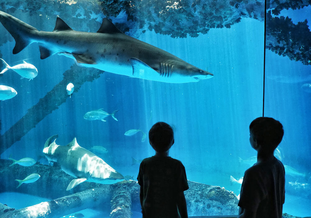 The Texas State Aquarium now operates from 10 a.m.-5 p.m. daily. Open 365 days a year, the aquarium offers exciting exhibits and programs for guests. Photo by Daniel Clifton