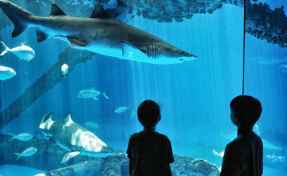 The Texas State Aquarium now operates from 10 a.m.-5 p.m. daily. Open 365 days a year, the aquarium offers exciting exhibits and programs for guests. Photo by Daniel Clifton