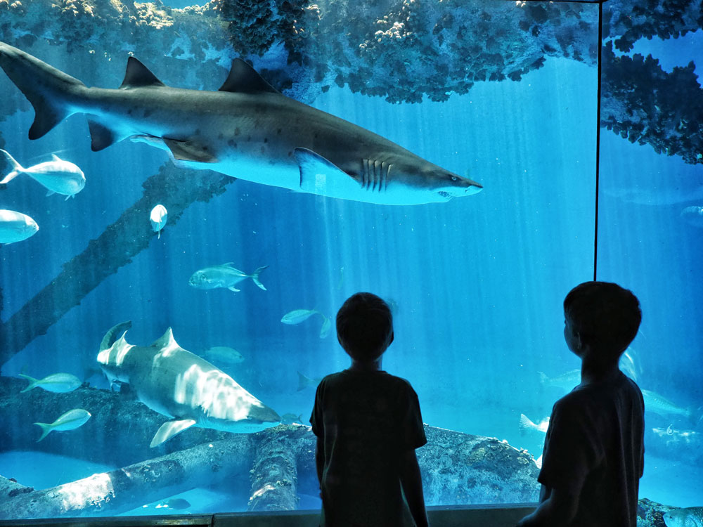 The Texas State Aquarium now operates from 10 a.m.-5 p.m. daily. Open 365 days a year, the aquarium offers exciting exhibits and programs for guests. Photo by Daniel Clifton