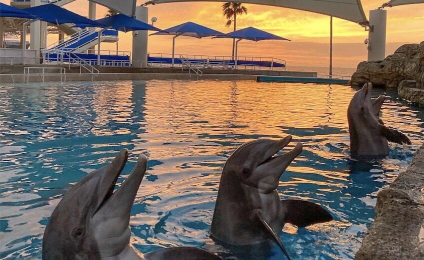 Liko, Schooner, Kai, and Shadow, four bottlenose dolphins in Dolphin Bay at the Texas State Aquarium, are early risers. Courtesy photo