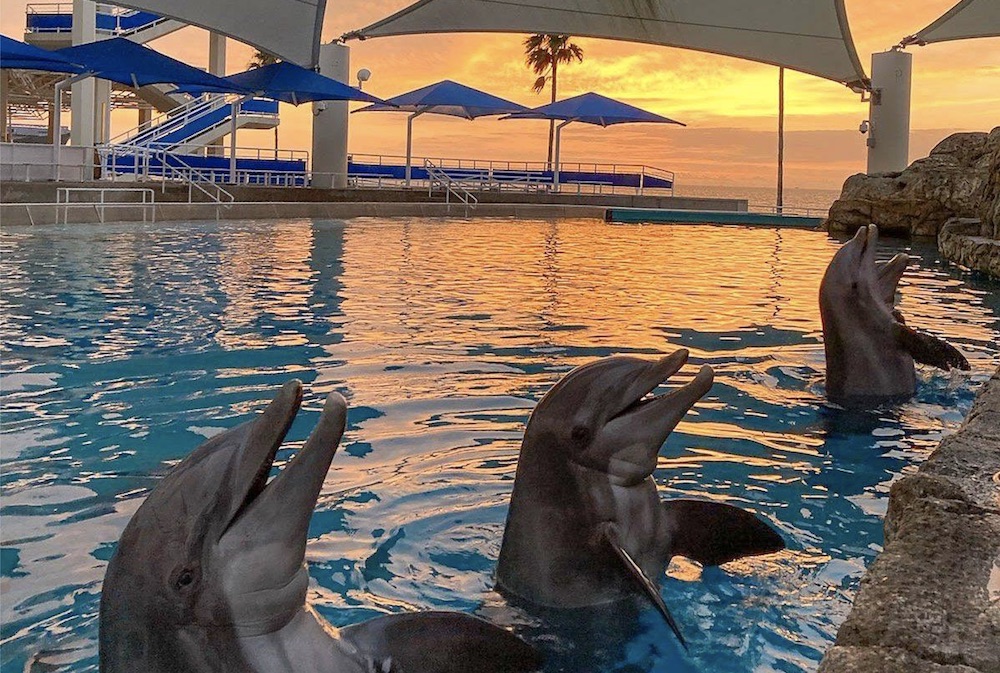 Liko, Schooner, Kai, and Shadow, four bottlenose dolphins in Dolphin Bay at the Texas State Aquarium, are early risers. Courtesy photo