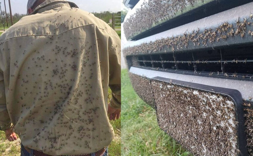 Dante Gonzalez posted photos on his Facebook page of his battle against the bugs after driving through Refugio then trying to clear property in Victoria post-Hurricane Harvey. Courtesy photos