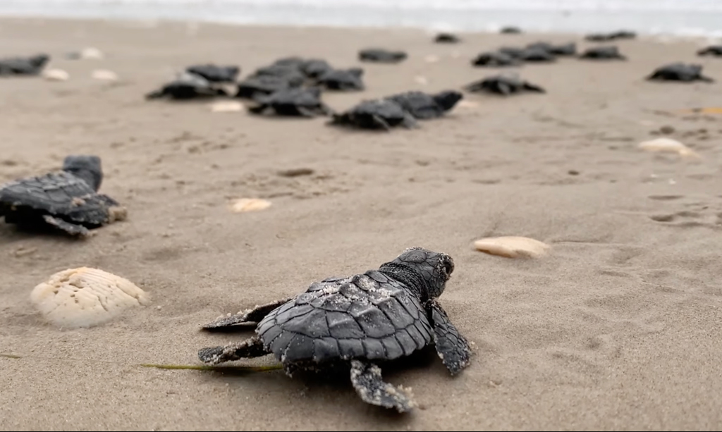 Kemp’s ridley sea turtle hatchlings make their way to the surf at Padre Island National Seashore, just southwest of Corpus Christi. Public releases of the hatchlings are scheduled for 6:45 a.m. July 23 and 24.