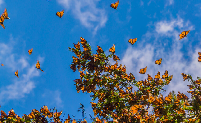 Monarch butterfly populations are plummeting. Build a better garden with a Wildscape certification to aid conservation.