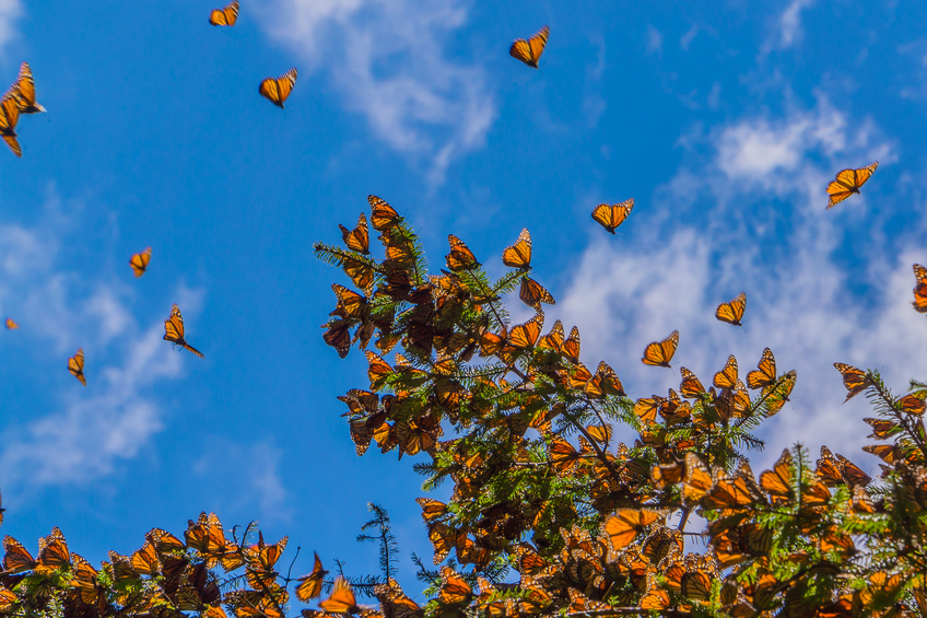 Monarch butterfly populations are plummeting. Build a better garden with a Wildscape certification to aid conservation.