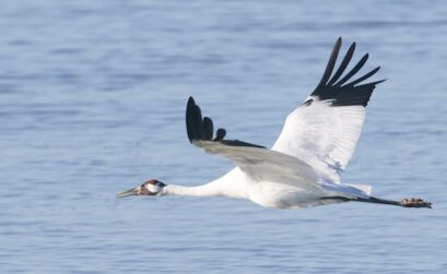 A federal court case filed by environmentalists over the death of 23 whooping cranes in the Aransas National Wildlife Refuge may end up in the U.S. Supreme Court.