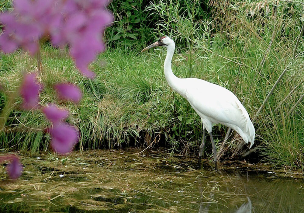 Aransas National Wildlife Refuge in the Coastal Bend plays host each winter to the world’s largest flock of endangered whooping cranes. At 5 feet, they are the tallest birds in North America. Wings outstretched, they have a wingspan of 7 feet. Courtesy photo