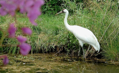 Aransas National Wildlife Refuge in the Coastal Bend plays host each winter to the world’s largest flock of endangered whooping cranes. At 5 feet, they are the tallest birds in North America. Wings outstretched, they have a wingspan of 7 feet. Courtesy photo