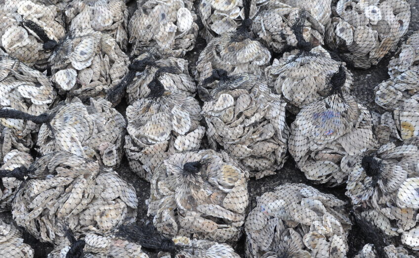 Bagged oyster shells collected from Corpus Christi restaurants wait to be dropped into Coastal Bend waters to rebuild oyster reefs as part of the Sink Your Shucks program at the Harte Research Institute for Gulf of Mexico Studies at Texas A&M University-Corpus Christi. Courtesy photo