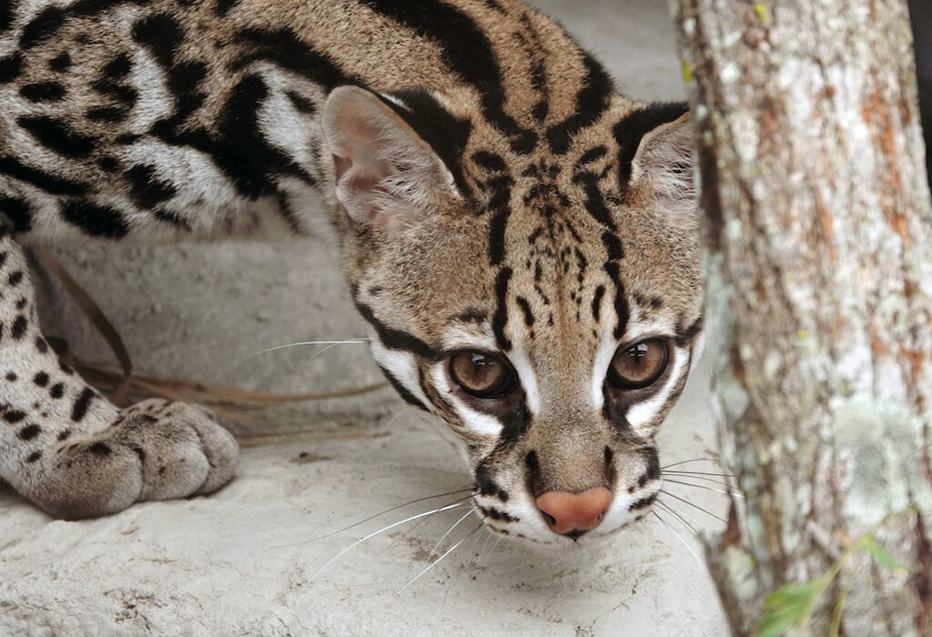 One of the two new ocelots at the Texas State Aquarium in Corpus Christi. The pair are sisters named Milla and Leeloo. Courtesy photo