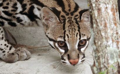 One of the two new ocelots at the Texas State Aquarium in Corpus Christi. The pair are sisters named Milla and Leeloo. Courtesy photo