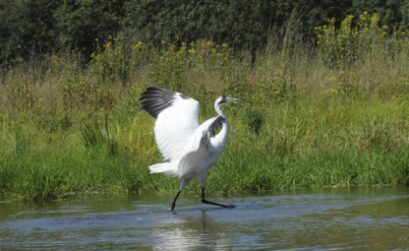 A whooping crane stretches its wings in the Aransas National Wildlife Refuge.