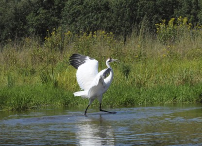 A whooping crane stretches its wings in the Aransas National Wildlife Refuge.