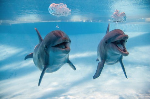 Shadow and Kai, the stars of Dolphin Day at the Texas State Aquarium, should be back in their home tanks by Memorial Day weekend.