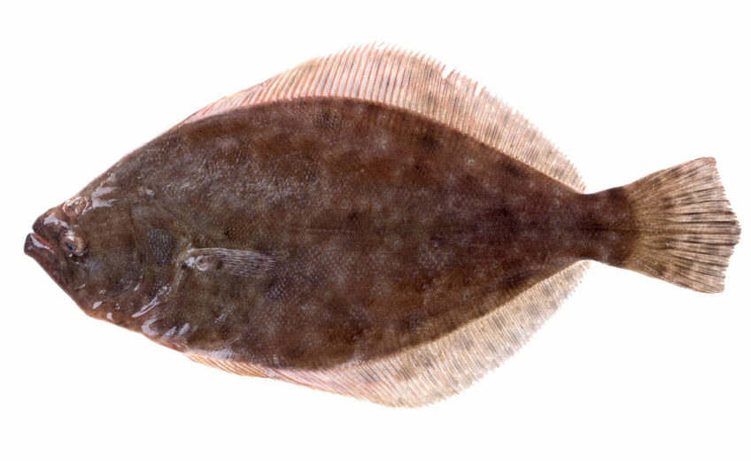 Southern flounder, resident of Texas bays and estuaries, is sought after by flounder giggers and seafood connoisseurs alike.