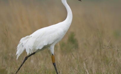 One of the few whooping cranes captured, tagged and released in an attempt by researchers to learn more about the daily life of North America’s most endangered bird. The only flock of whooping cranes in the wild spends its winters in the Aransas National Wildlife Refuge near Corpus Christi. Courtesy photo