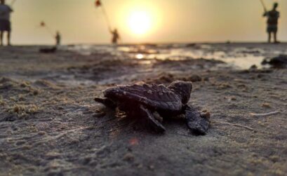 Kemp’s Ridley sea turtle hatchlings are at an all-time high this year at Padre Island National Seashore. Photo courtesy of NPS