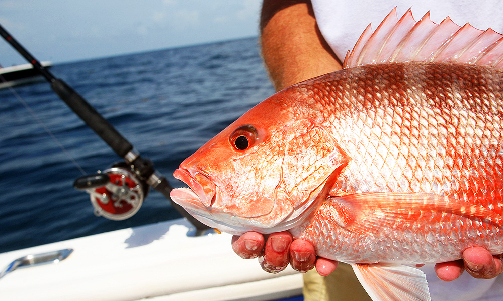 Texas A&M University-Corpus Christi to lead largest fish survey ever. Red snapper in the Gulf of Mexico will be counted over the next two years in $10 million study.