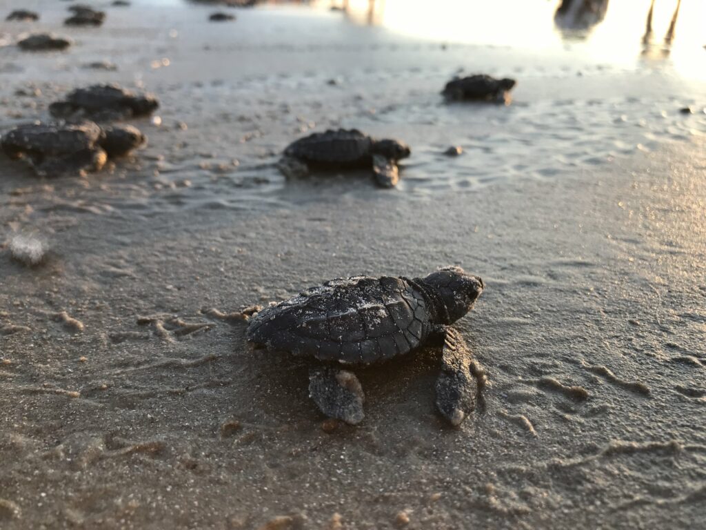 During the 2018 season, 249 Kemp’s ridley sea turtle nests produced nearly 15,000 hatchlings, which were released at Padre Island National Seashore throughout the summer. Photo courtesy of NPS