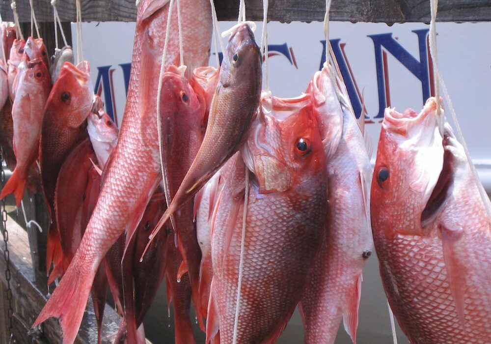 Red snapper season in the Gulf of Mexico usually begins June 1 each year. The number of days recreational anglers are allowed to fish in federal waters had been determined by the federal government until recently.