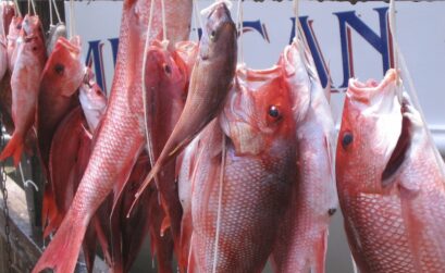 Red snapper season in the Gulf of Mexico usually begins June 1 each year. The number of days recreational anglers are allowed to fish in federal waters had been determined by the federal government until recently.