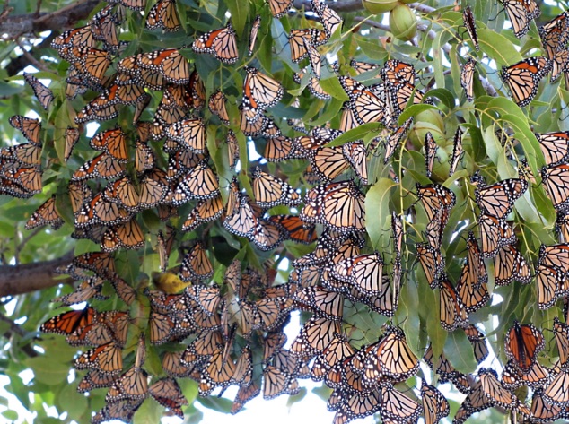 Patricia Hamilton of Jayton, Texas, counted some 900 plus Monarchs roosting in one of her trees Oct. 15, 2015. Jayton is about 500 miles north west of Corpus Christi, near Abilene. She submitted the picture to the Monarch Butterfly Journey North website. Courtesy Photo