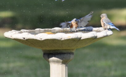 If your bird bath doesn’t have a fountain to keep the water moving, be sure to clean it out often. Mosquitoes lay their eggs in standing water.