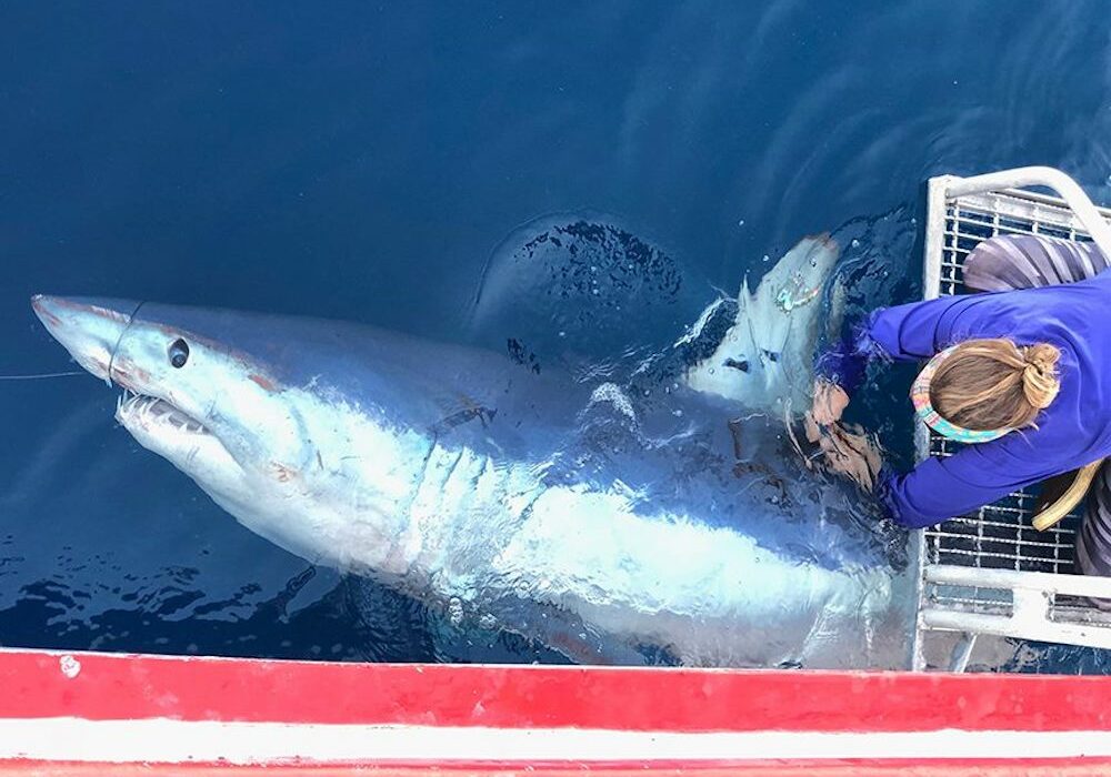 A researcher from Harte Research Institute for Gulf of Mexico Studies at Texas A&M University-Corpus Christi tags a mako shark in the Gulf of Mexico. HRI shark researchers will be on hand at Brewster Street Ice House in Corpus Christi for a Shark Week Live event from 6-8PM on Tuesday, July 30. Courtesy photo