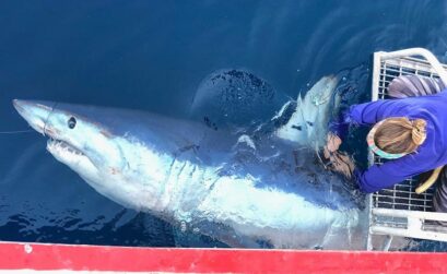 A researcher from Harte Research Institute for Gulf of Mexico Studies at Texas A&M University-Corpus Christi tags a mako shark in the Gulf of Mexico. HRI shark researchers will be on hand at Brewster Street Ice House in Corpus Christi for a Shark Week Live event from 6-8PM on Tuesday, July 30. Courtesy photo